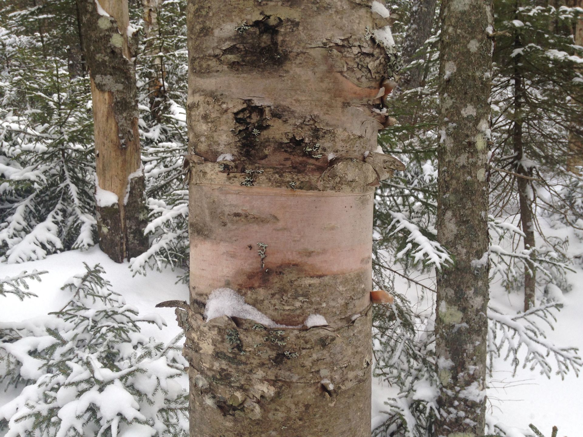 Hiking photo from 2017-01-28